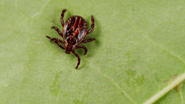 Tick - Ixodes ricinus, waiting for its victim on a grass blade. Tick protection concept.