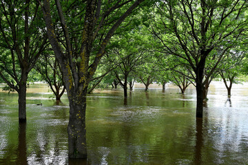 Trees submerged in water from flooded Lachlan River in Cowra, during November 2021 floods in...