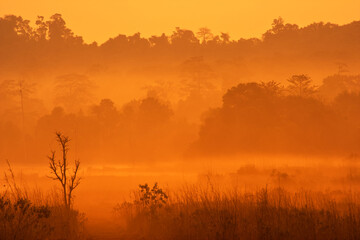 A scenery of fog and silhouetted trees in the morning with orange sunlight from Thailand.