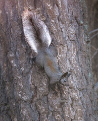 Aberts Squirrel in Sandia Mountains