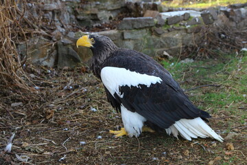 white - shouldered eagle
