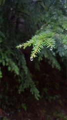 Dew drop on a Evergreen