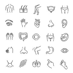 Set of vector line icons of anatomy