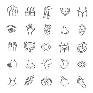 Set of vector line icons of anatomy