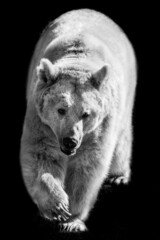 polar bear on black and white