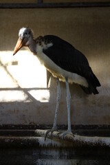 marabou bird