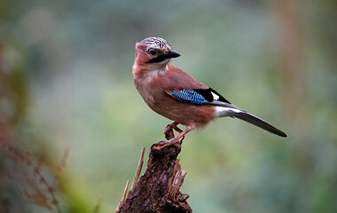 Eurasian jay perched on a log