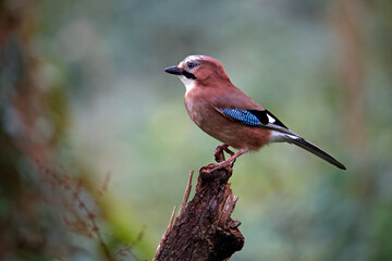 Eurasian jay perched on a log