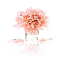 Coral Peonies flowers isolated on white