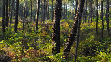 Paysages doré dans la forêt des Landes de Gascogne, au moment du coucher du soleil, dont les rayons s'infiltrent à travers les rangées de pins