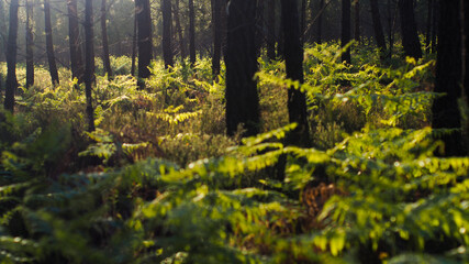 Obraz premium Paysages doré dans la forêt des Landes de Gascogne, au moment du coucher du soleil, dont les rayons s'infiltrent à travers les rangées de pins