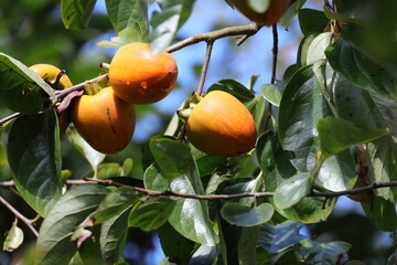 木になった柿の実