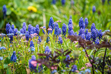 blue muscari in the garden