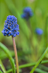 blue muscari in the garden