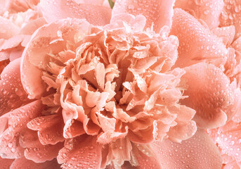 Coral peony flower background