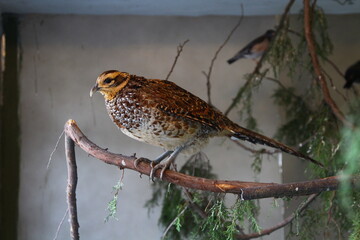 beautiful little bird