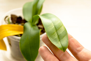 Unhealthy orchid with sun burn on the leaf through the blinds, yellowed leaves. wrong care. Selected focus