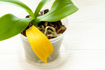 Orchid plant with naturaly yellow dry leaf. Home gardening