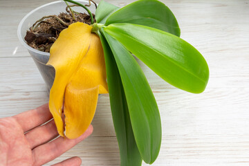 Orchid plant with naturaly yellow dry leaf. Home gardening