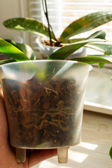 Orchid plant with diseased root in hand on white background. Diseased roots of Orchid. Plant needs a transplant.