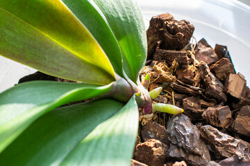 Young two roots and one sprout of Phalaenopsis orchid close-up against background of green mass of leaves and pine bark