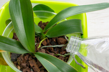 Watering orchids using the spill method. Plant care orchids. Proper care and maintenance of plants.