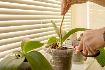Removing old orchid blooming spikes from the orchid. Cutting it with scissors