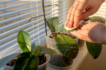 Woman hands cleaning the orchid leaves with a cotton pad. Selective focus