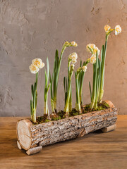 spring flowers on the table