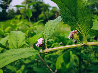 Lippia alba is a species of flowering plant in the verbena family, Verbenaceae, that is native to southern Texas in the United States, Mexico, the Caribbean, Central America, and South America.
