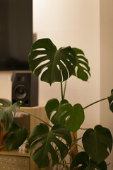Green monstera plant in a pot as home decor