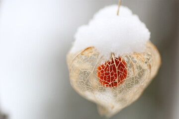 透かしほおずき