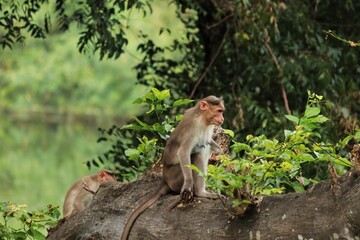 (macaca radiata) A monkey sitting on a tree