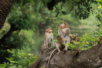 (macaca radiata) A mother monkey with her cub and another monkey sitting on a tree