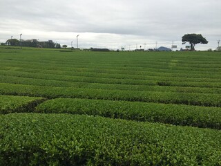Fototapeta na wymiar green tea field