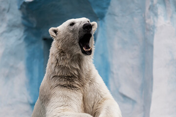 a polar bear with a snarling snout at the zoo