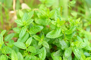 Mint background with green leaves.Leaves of grass in the garden. Selective focus
