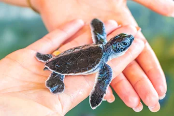 Foto op Aluminium Cute black turtle baby on hands in Bentota Sri Lanka. © arkadijschell