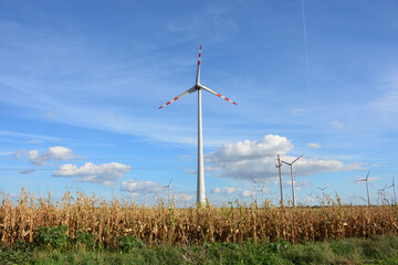 Wind power plant in a corn field on a sunny day with blue sky