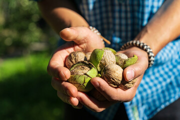 Walnut tree and hand harvesting walnut. Selective focus