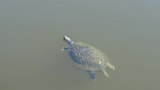 Turtle on tropical pond water; turtle swims in late afternoon sun in tropical pond on west coast of Florida 