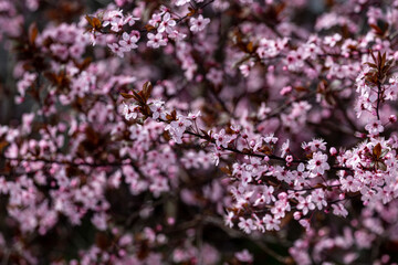 Petals of blooming cherry tree in spring