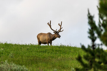 Naklejka na ściany i meble Elk on a hill in Yellowstone National Park