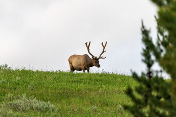 Elk on a hill in Yellowstone National Park