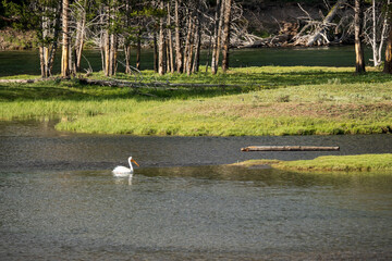 Pelican in the Madison River in Yellowstone National Park