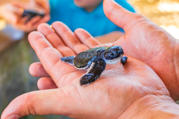 Cute black turtle baby on hands in Bentota Sri Lanka.