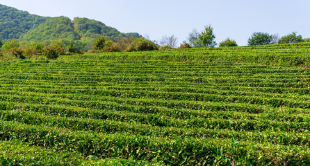 Fototapeta na wymiar Green tea plantation natural background. Tea cultivation, harvest in autumn