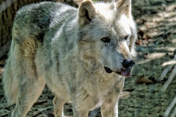 Portrait of a wolf in the zoo