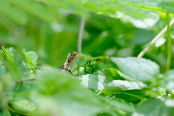 Baby Lizard in the backyard