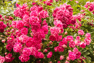 Beautiful pink roses in the garden in summer 